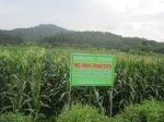 Hiệu quả mô hình 4 giống ngô sau phục tráng tại Lào Cai