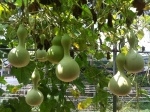 Mô hình trình diễn các giống bầu hồ lô