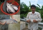 Xây dựng mô hình nuôi thương phẩm cá trắm đen bán thâm canh tại Hải Dương