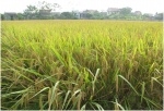 Nghiệm thu dự án sản xuất thử nghiệm cấp Bộ