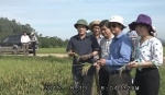 Hội thảo sản xuất giống lúa DCG72 tại Nam Đàn