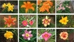 Nghiên cứu phát triển nguồn gen hoa hiên Hemerocallis sp  phục vụ trang trí cảnh quan tại Hà Nội