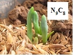 Nghiệm thu đề tài “Chọn tạo giống hành củ Allium cepa L Aggregatum group chịu nhiệt cho sản xuất trái vụ ở vùng Đồng bằng sông Hồng”