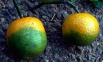 Seminar khoa học “Detection of fastidious bacteria causing the Citrus greening disease in some orange and mandarin varieties in the Northern Vietnam”