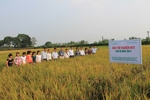 Hội nghị đầu bờ về thí nghiệm bón HYT cho giống lúa lai 3 dòng Hương Ưu 3068 vụ mùa 2012