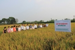Hội nghị đầu bờ về thí nghiệm bón HYT cho giống lúa lai 3 dòng Hương Ưu 3068 vụ mùa 2012