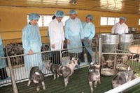 Đàn lợn giống Pietrain kháng stress của Trường đã được Bộ NN  PTNT đưa vào danh mục giống vật nuôi của việt nam