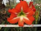 Nghiệm thu đề tài “Nghiên cứu chọn tạo giống hoa Lan huệ Hippeastrum sp ”