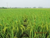 Khảo nghiệm giống lúa lai mới tại Ninh Bình