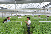 Viện Sinh học Nông nghiệp - Hai mươi năm nghiên cứu và chuyển giao khoa học công nghệ