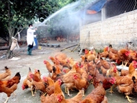 Học viện Nông nghiệp Việt Nam triển khai nghiên cứu đột xuất về cúm gia cầm A H5N6