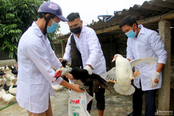 Chống dịch H5N6: Nhà khoa học sát cánh cùng nhà nông