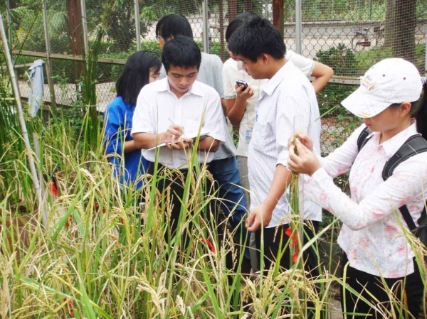 Sinh viên thực hành nghiên cứu ngoài ruộng lúa