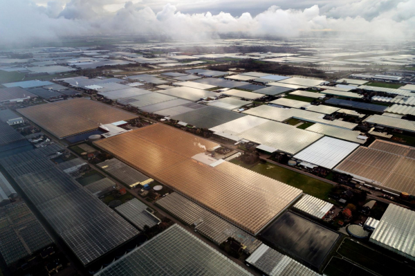 Sản xuất nông nghiệp công nghệ cao sử dụng hệ thống nhà kính thông minh tại Naaldwijk, Hà Lan