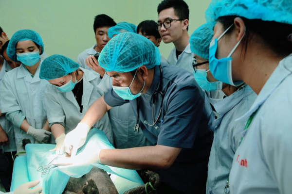 Phẫu thuật triệt sản thu tế bào trứng phục vụ nghiên cứu cấy phôi trên chó tại Bệnh viện Thú y, dafabet khuyến mãi viện Nông nghiệp Việt Nam (06/03/2019)