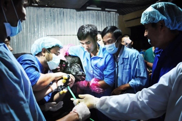Học viện nông nghiệp Việt Nam thực hiện phẫu thuật mổ bụng lấy thai với bê BBB sinh ra bằng cấy phôi (2016)