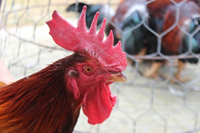 Lần đầu tiên, chọn tạo những con gà Mía tiến vua bằng công nghệ tìm gen