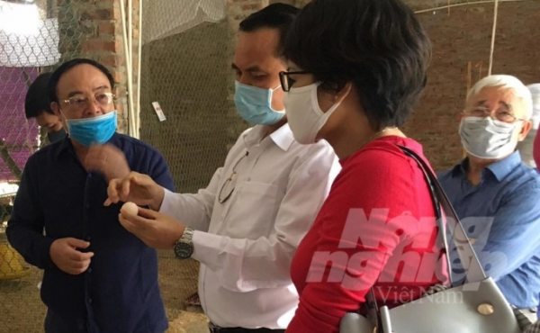Các nhà khoa dafabet dang nhap đang kiểm tra trứng của gà Mía. Ảnh: Nhân vật cung cấp.