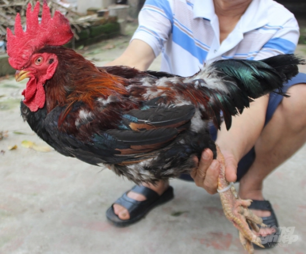 Một con gà dafabet dang nhap giống. Ảnh: Nhân vật cung cấp.
