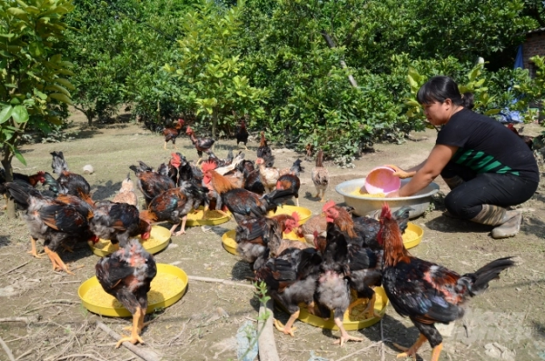 Một mô hình nuôi gà Mía thả vườn tại Hà Nội. Ảnh: Dương Đình Tường.