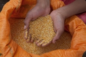 Cây diêm mạch quinoa - triển vọng mới cho các vùng hạn, mặn Việt Nam