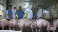 Trại lợn tái đàn thành công nhờ vacxin tả lợn Châu Phi