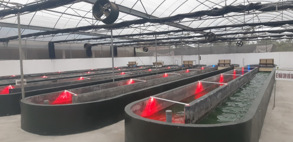 Hệ thống nuôi vi tảo xoắn Spirulina plantensis của Học viện Nông nghiệp Việt Nam sử dụng công nghệ chiếu sáng bằng đèn LED để điều khiển sinh trưởng và thành phần các hợp chất tự nhiên có hoạt tính sinh học