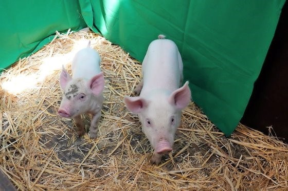 Lợn chuyển gen sẽ được sử dụng trong các thí nghiệm với ASFv có độc lực cao - Ảnh: FLI