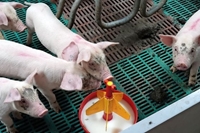 Lợn chuyển gen đã được thử nghiệm nhằm ngăn chặn sự nhân lên của virus ASF