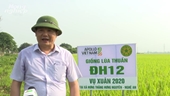 Cánh đồng 60ha cấy lúa ĐH12 tại Nghệ An cho năng suất cao