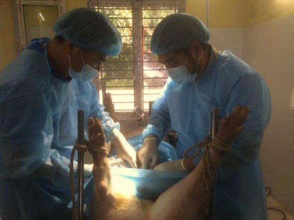 Phối hợp với Viện Chăn nuôi thực hiện phẫu thuật cấy phôi lợn trong khuôn khổ dự án 