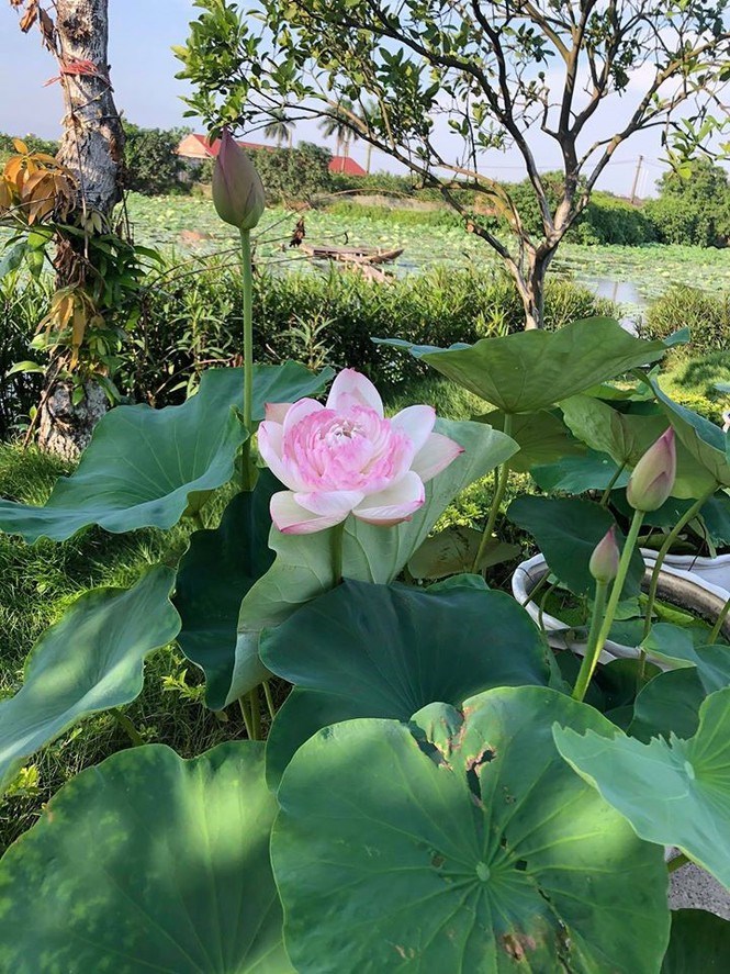 Super Lotus với vẻ ngoài mong manh sương sương, là dòng sen siêng hoa và hoa nở rất bền, dài ngày. Hoa có khả năng “thay áo”, đổi màu từ hồng sang màu trắng tinh như tuyết vào ngày cuối cùng của vòng đời.