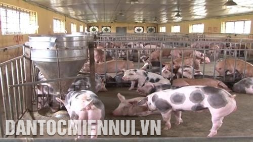 Giống lợn Piertrain kháng stress được chăn nuôi tại Việt Nam. Ảnh: Quế Ánh