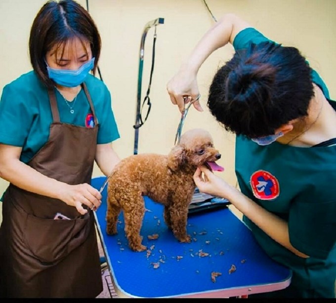 Dịch vụ spa thú cưng tại Bệnh viện Thú y