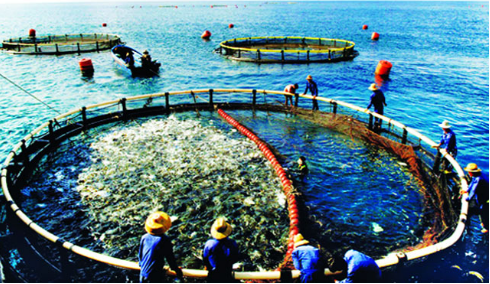 Nuôi trồng thủy sản là một trong những ngành có nhu cần rất lớn về nguồn nhân lực (Ảnh: Internet)