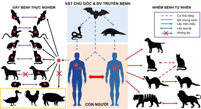 Hình 1: Mối liên hệ và khả năng truyền lây của SARS-CoV-2 giữa người và động vật