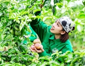 Phát triển nông nghiệp thích ứng với thị trường và biến đổi khí hậu