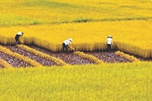 Nông nghiệp Việt Nam Những vấn đề tồn tại