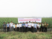 Kết quả Hội nghị đầu bờ “Xây dựng mô hình trình diễn giống ngô nếp lai VNUA69 tại Thanh Hóa”