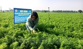 Ứng dụng chế phẩm vi sinh vật quang dưỡng trong sản xuất rau an toàn