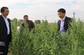 Nhà khoa học Việt tìm cách trồng diêm mạch trong vùng hạn mặn