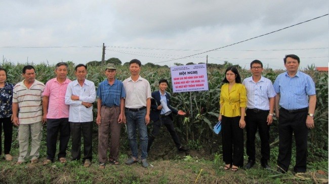 Mô hình sản xuất giống ngô nếp tím giàu anthocyanin VNUA141 trong vụ Xuân năm 2021 tại xã Gia Khánh, huyện Gia Lộc, tỉnh Hải Dương