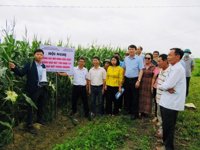 Mô hình sản xuất giống ngô nếp trắng VNUA69 trong vụ Xuân năm 2021 tại xã Gia Khánh, huyện Gia Lộc, tỉnh Hải Dương