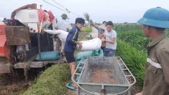 Sinh viên tham gia vào các công việc ở cơ sở như gặt lúa, vun xới ngô, vận chuyển thóc, và phơi thóc giúp bà con nông dân ở Tiền Hải - Thái Bình