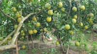 Giải pháp phát triển bền vững cây bưởi thồ tại Xã Bạch Hạ - Huyện Phú Xuyên Hội thảo “Khai thác và phát triển bền vững giống bưởi Thồ”