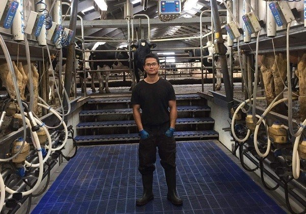 Sinh viên Khoa Chăn nuôi tham gia chương trình thực tập Đan Mạch làm việc ở trang trại bò sữa