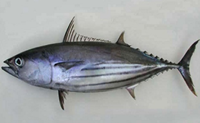 Cá ngừ nhỏ - Nguồn nguyên liệu tiềm năng trong chế biến thực phẩm có giá trị gia tăng cao tại Việt Nam