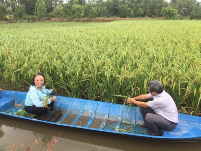 Lai thơm 6 trên đất lúa - tôm vụ thu đông 2019 ở xã Hồng Dân, huyện Phước Long, tỉnh Bạc Liêu.