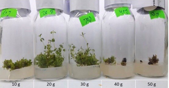 Sinh trưởng của cụm vi chồi Hoàng cầm trên môi trường có hàm lượng đường sucrose khác nhau sau 4 tuần theo dõi