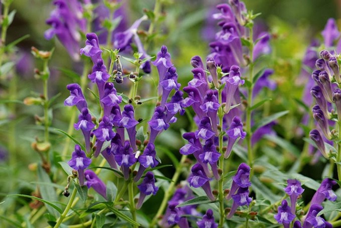 Nghiên cứu nhân giống in vitro cây Hoàng cầm (Scutellaria baicalensis Georgi)